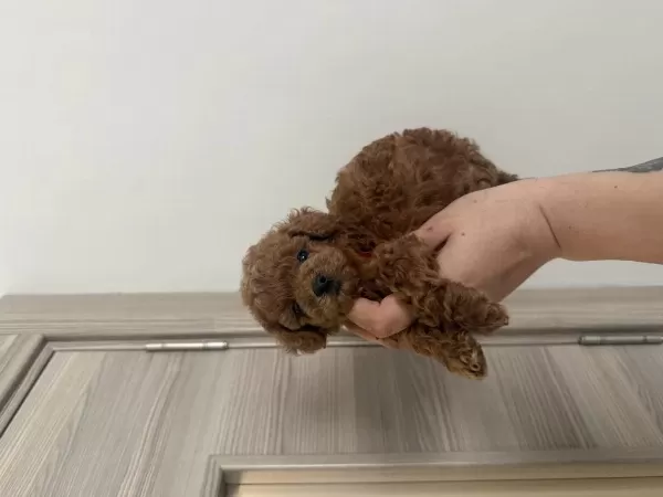 Dişi Ve Erkek Kore Korekan Poodle Yavrularım