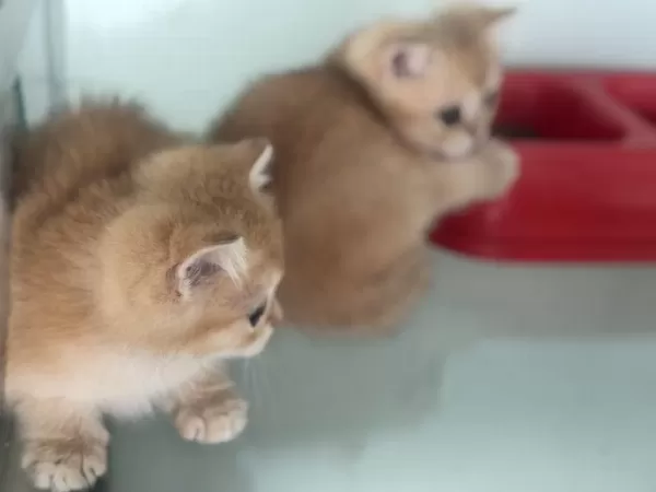 Ankaranın En Güzel British Shorthair Yavruları