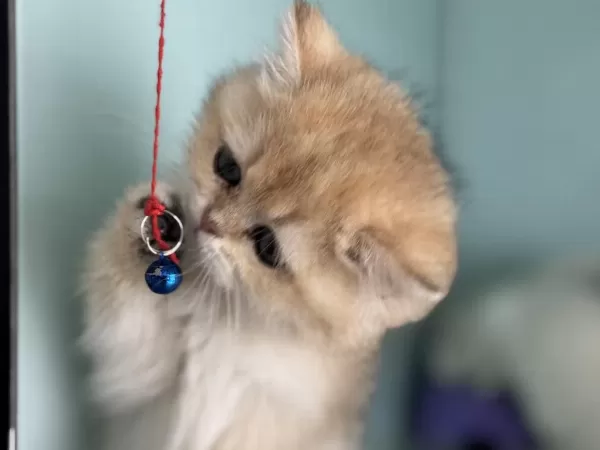 Ankarada Ziyarete Açık Ny12 Golden British Shorthair