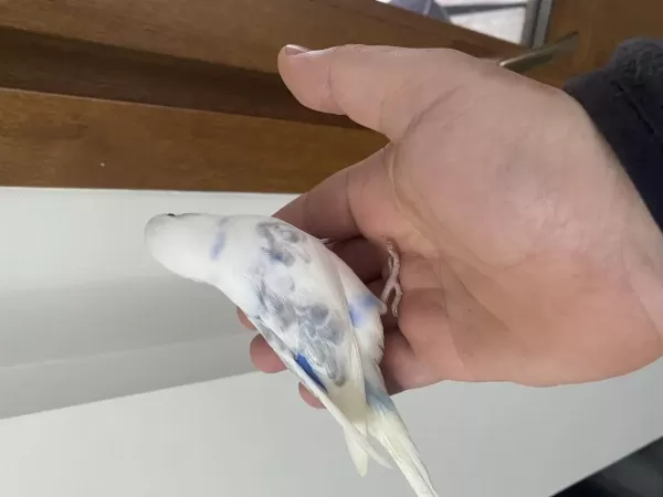 Eğitimlik Muhabbet Kuşu Yavrular