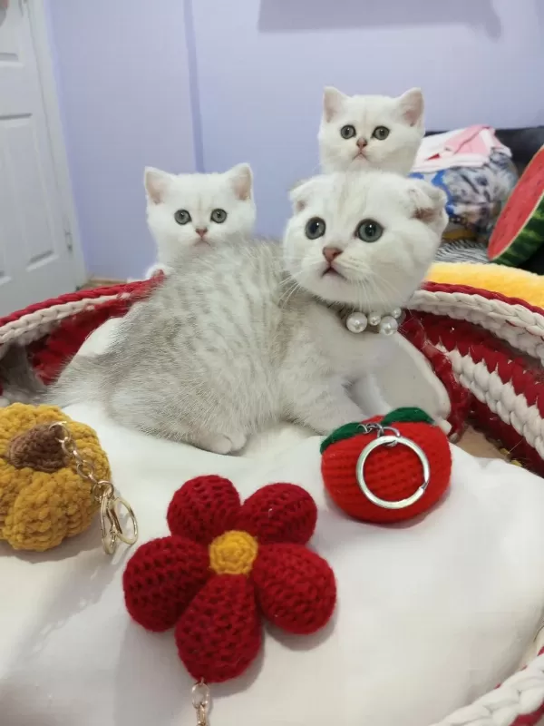 Safkan Scottish Fold Ve Straight Yavrular Catteryden