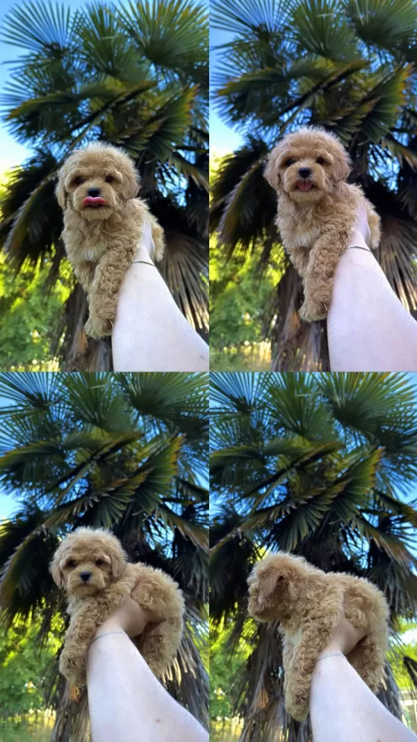 Orjinal Mis Turkey Maltipoo Yavrular Yeni Yuvalarina Hazir