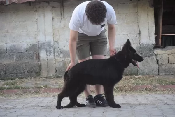 6 Aylık Siyah Uzun Tüylü Show Line Alman Çoban Köpeği