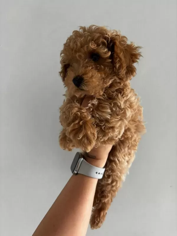 Teacup Dişi Kore Poodle
