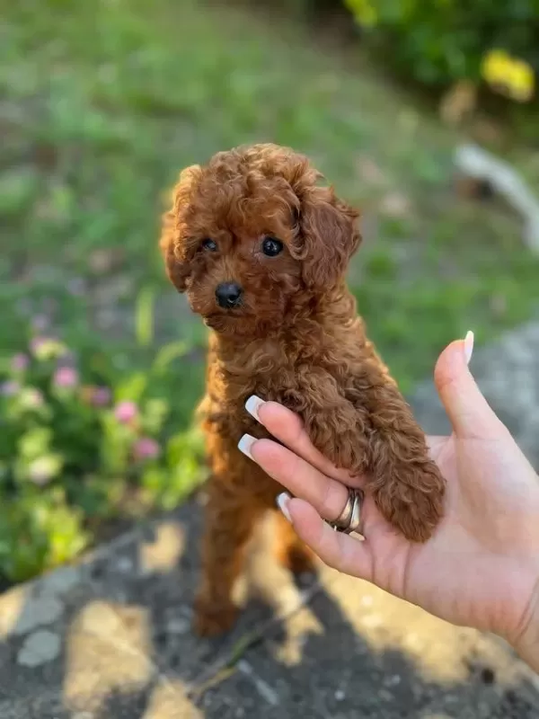 Efsane Toy Poodle Yavrulari