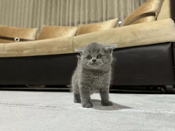 British Longhair Ve Shorthair