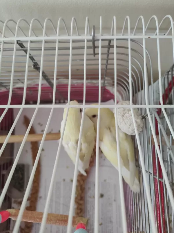 Kremino Yavru Sevda Papağanları