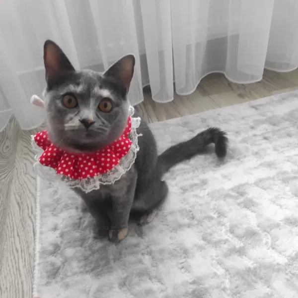 Dişi 10 Aylık Kedimiz