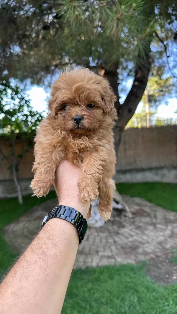 Renk Renk Maltipoo Yavrularımız