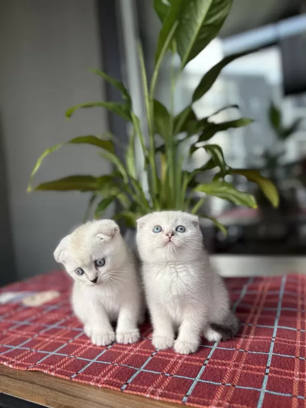 Scottish Fold Silver Yavrularim