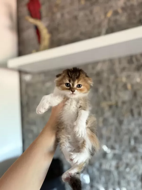 Scottish Fold A Kalite Yavrularim