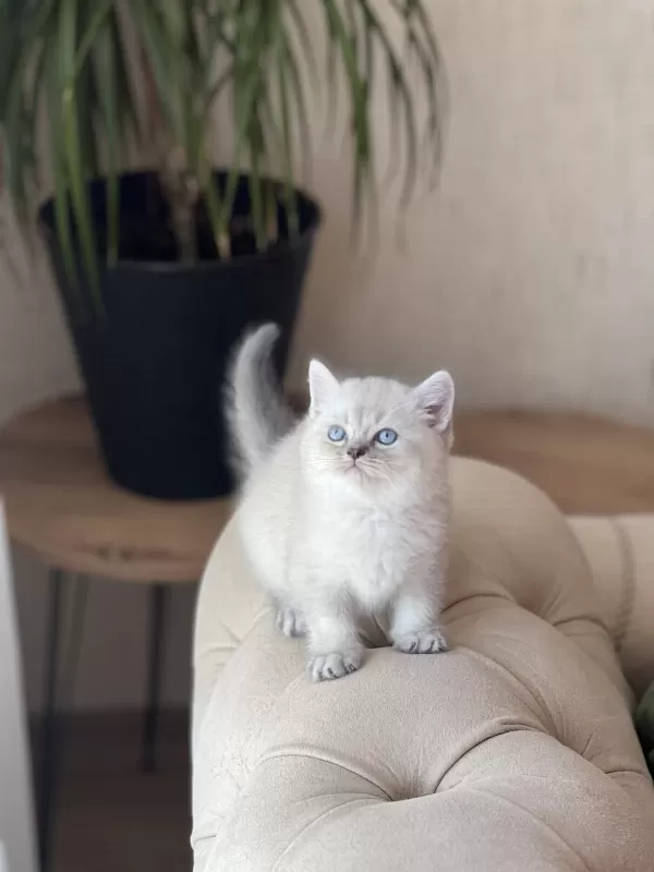 Üst Kalite British Shorthair Silver Point