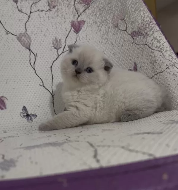 Bal Küpü Blue Point Scottish Fold Bebekler