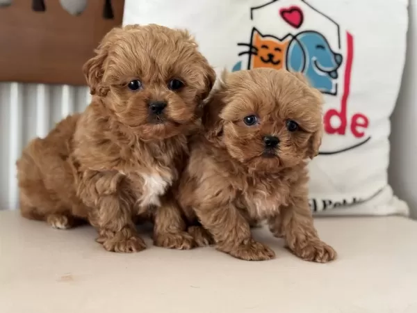 Petmode Köpek Çiftliğinde Ziyarete Açık Maltipoo
