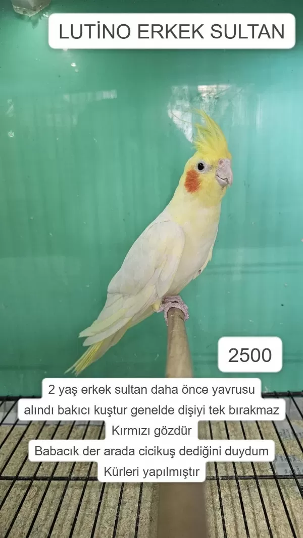 Üretime Uygun Erkek Sultan Papağanlari