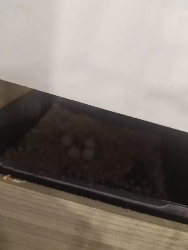 4 Yumurtalı Takım Herşey Dahil Muhabbet Kuşu