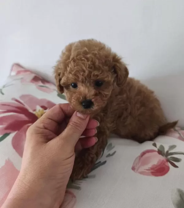 Sevimli Toypoodle Yavrularımız