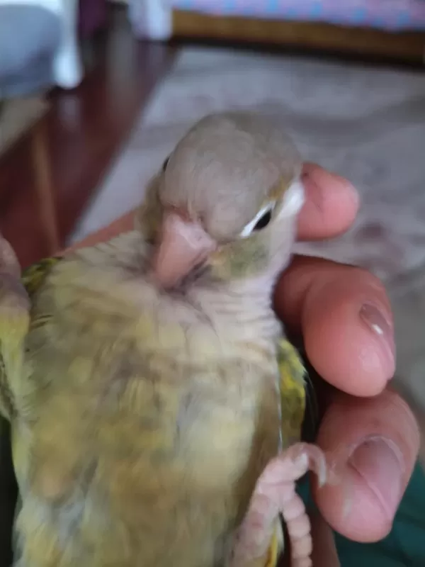Konur Papağanı 8 Aylık
