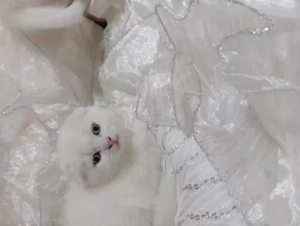 Scottish Fold Kar Beyazı Mavişler