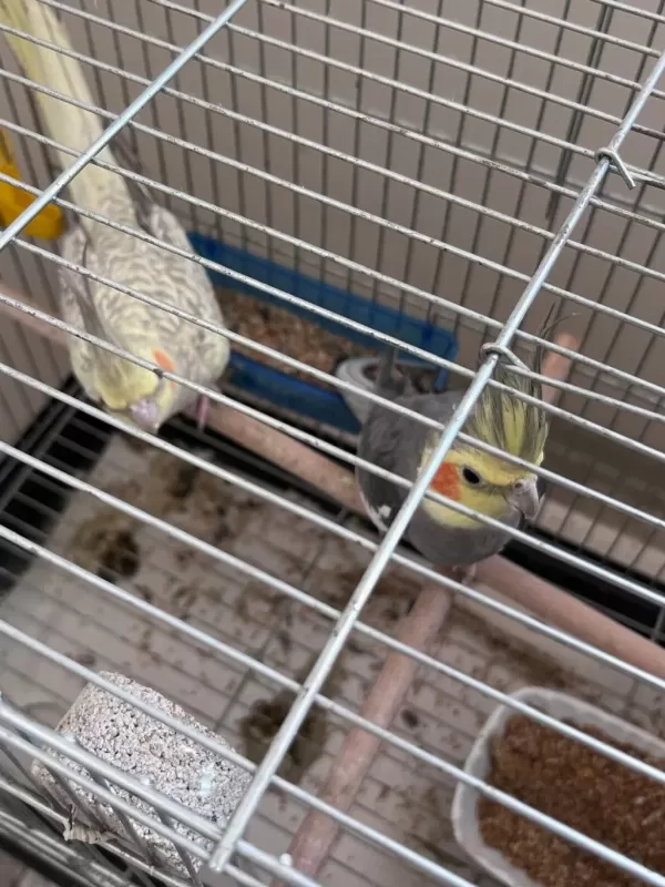 Çift Yavru Veren Sultan Papağanı Takımı