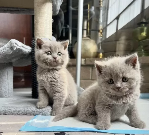 Harika British Shorthair