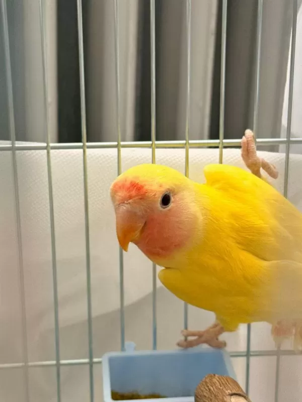 Albino Ve Lutino Takım Çift Sevda Papağanı