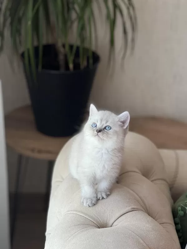 Üst Kalite British Shorthair Silver Point