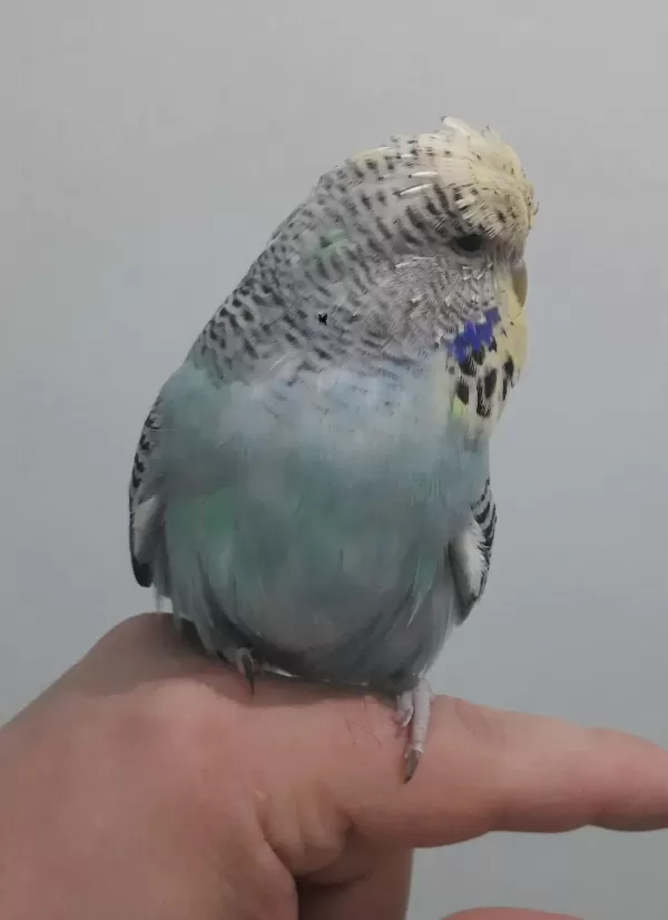 Show Jumbo Muhabbet Kuşu Yavru Erkek