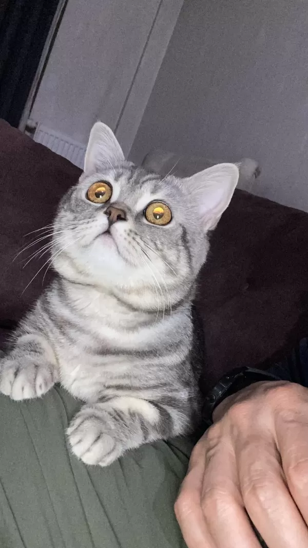 British Shorthair Duman Yeni Yuvasını Bekliyor