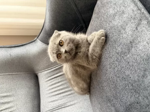 Ücretsiz 2 Aylık Scottish Fold Yavru Kedimiz