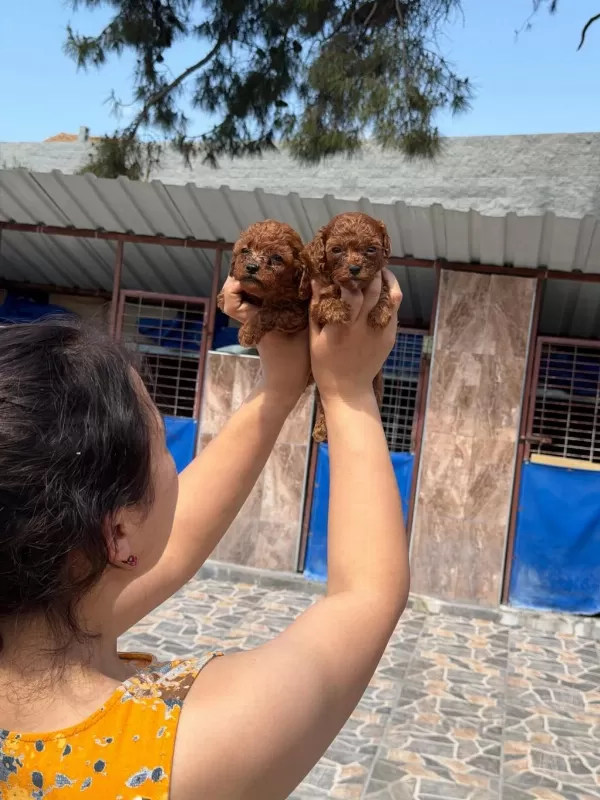 Kore Red Dark Poodle Bebışler