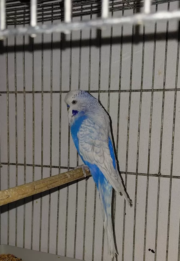Damızlık Muhabbet Kuşu 1 Dişi 1 Erkek Ayrı Yada Tek