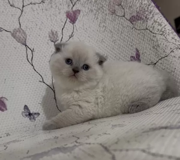 Bal Küpü Blue Point Scottish Fold Bebekler