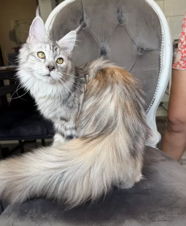 Maine Coon Xxxl Polydactyl Dişi Silver 66/66