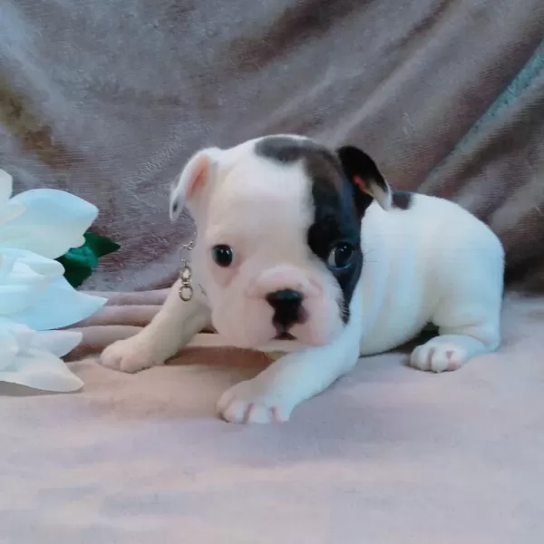 French Bulldog Yavrulari