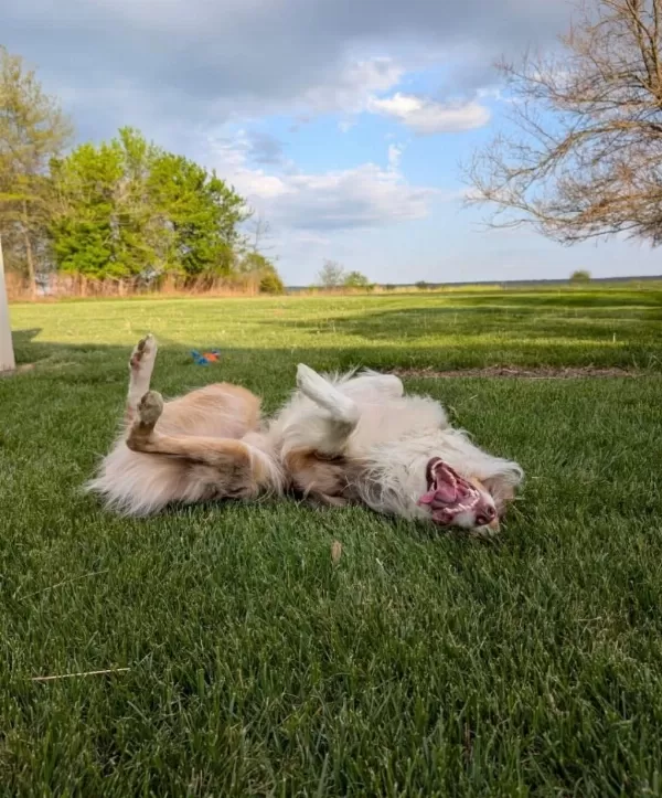 Ücretsiz Border Collie Yuva Arıyor
