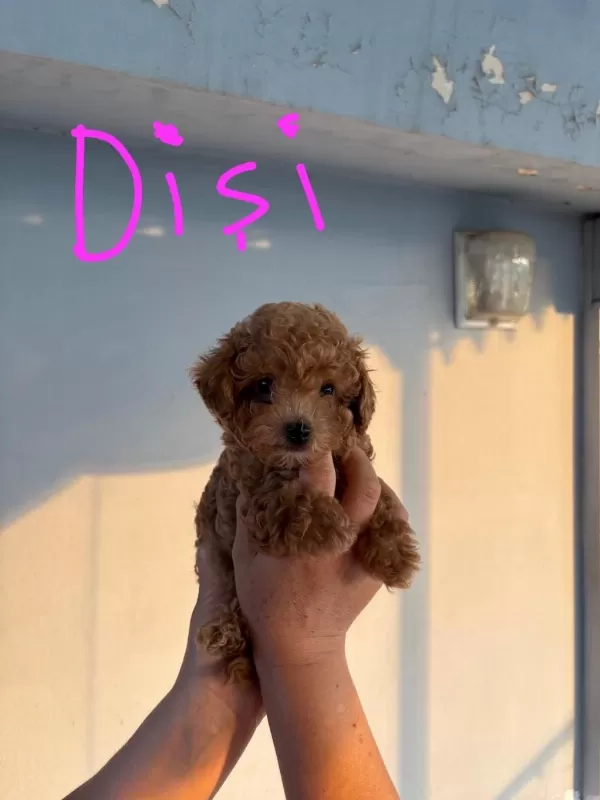 2 Dişi Ve 1 Erkek Toy Poodle Yavrular