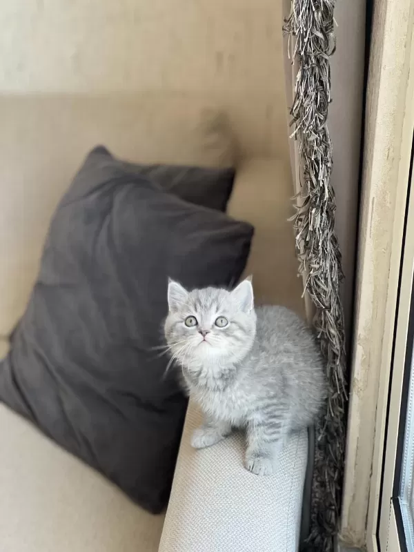 İnsan Canlisi British Shorthair Whiskas Yavrum