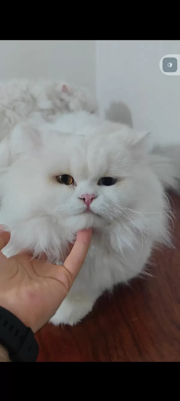 British Longhair Kedisi