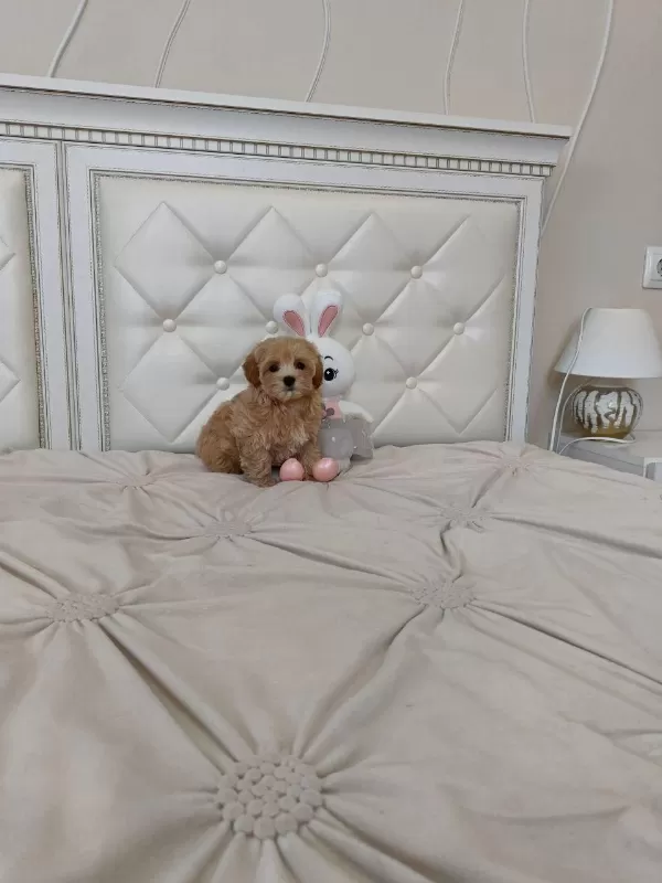Kore Maltipoo Yavrular