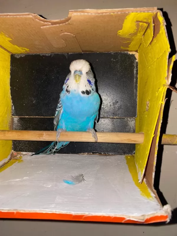 Erkek Show Jumbo Muhabbet Kuşu