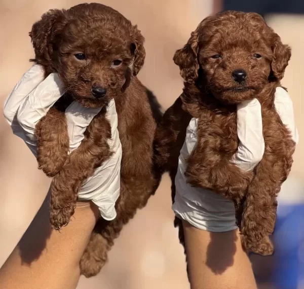 Toypoodle Sevimli Yavrular