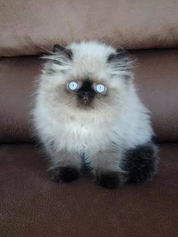 Şecere (soy) Belgeli Persian (iran) Erkek Yavru