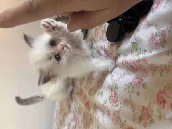 Harika Ragdoll Yavruları