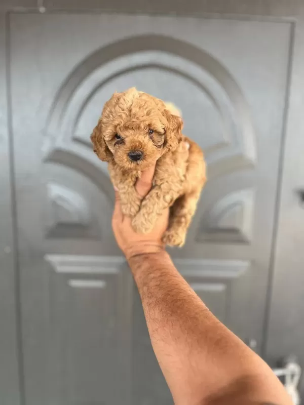 Harika Toy Poodle Yavrular