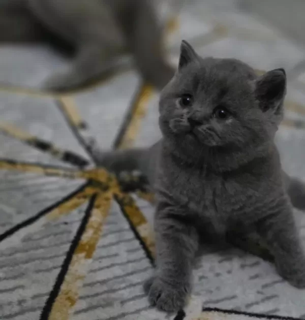 Ayı Kafa Gri Yavru British Shorthair