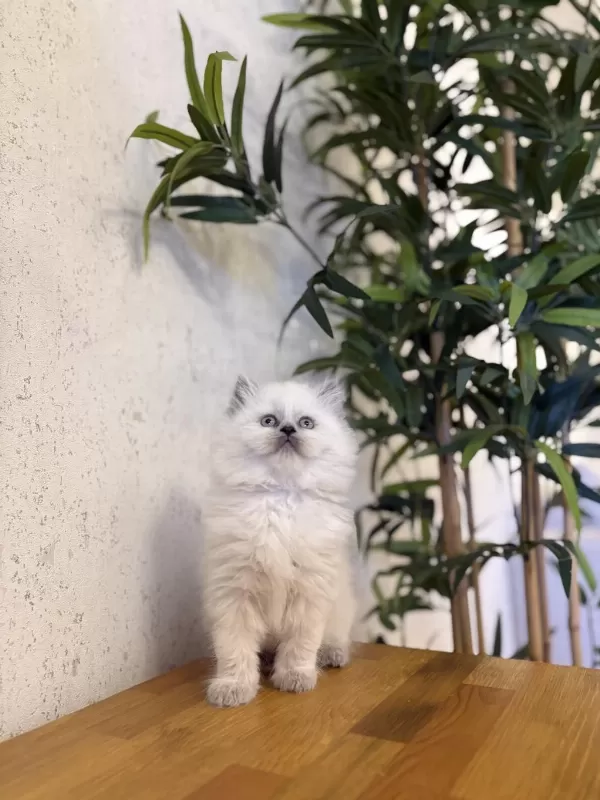 Dişi British Longhair Blue Point Yavrularim
