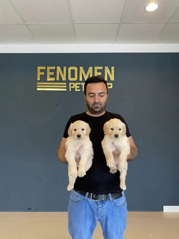 En Güzel Golden Retriever Yavrulari