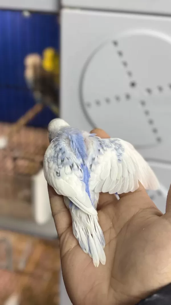 Yeni Yeme Düşmüş Mor Sp Albino Litüno Kuşlar
