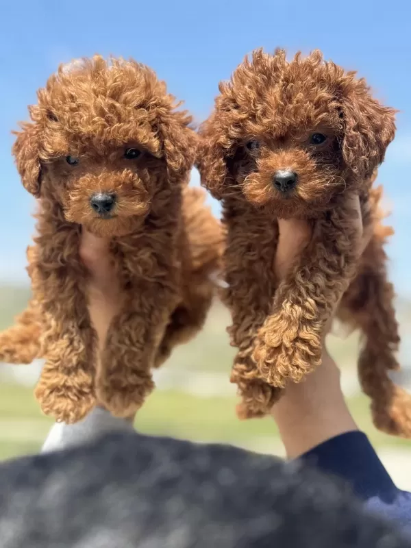 Tarım Bakanlığı Yasal Üretim Çiftliğinden Toy Poodle